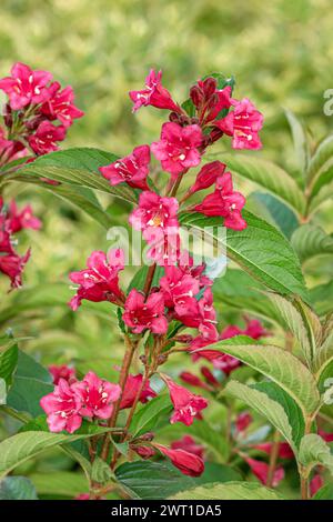 weigela (Weigela „Bristol Ruby“, Weigela Bristol Ruby), blühende Sorte Bristol Ruby Stockfoto