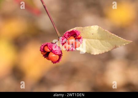 Erdbeerstrauch, amerikanischer Erdbeerstrauch, Bursting-Heart, Hearts-a-Bustin, Hearts-butin'-with-love (Euonymus americanus), Obst Stockfoto