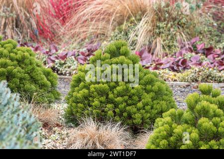 Bosnische Kiefer, Heldreichsche Kiefer (Pinus heldreichii „Smidtii“, Pinus heldreichii Smidtii), Habitus der Sorte Smidtii, Europa, Bundesrepublik Deutschla Stockfoto