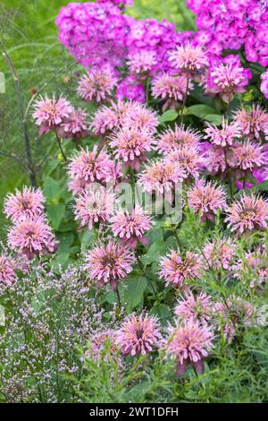 Bienenbalsam, Oswego-Tee, Bergamotte, Scharlach-Beebalm, Scharlach-Monarda, Crimson Beebalm (Monarda didyma „Beauty of Cobham“, Monarda didyma Beauty of Cobham) Stockfoto