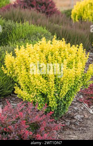 Japanische Berberitze (Berberis thunbergii „Goldene Fackel“, Berberis thunbergii Goldene Fackel), Gelbe Saeulen-Berberitze, Europa, Europa Stockfoto