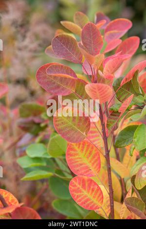 venezianischer Sumach, Räucherei (Cotinus coggygria „Junge Dame“, Cotinus coggygria junge Dame, Rhus cotinus), Blätter der Sorte Young Lady, Europa, Bundes Stockfoto