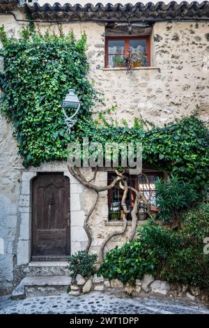 Ivy auf einem alten Haus in der mittelalterlichen Altstadt von Saint-Paul de Vence an der französischen Riviera in Südfrankreich Stockfoto