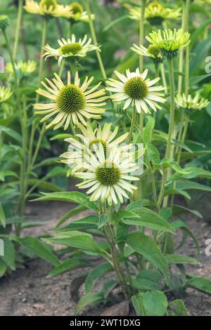 Purple Cone Blume, Eastern Purple Coneflower, Purple Coneflower (Echinacea purpurea „Green Jewel“, Echinacea purpurea Green Jewel, Rudbeckia purpurea Stockfoto