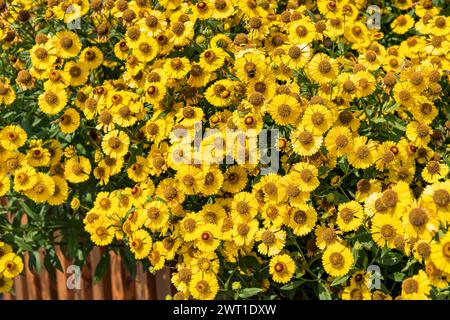 Sneezeweed (Helenium 'Kanaria', Helenium Kanaria), blühend, Sorte Kanaria Stockfoto