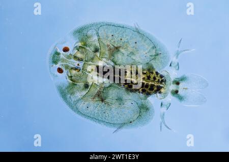 Karpfenlaus (Argulus foliaceus), Makroaufnahme Stockfoto