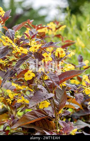 Fringed Loosestrife (Lysimachia ciliata 'Firecracker', Lysimachia ciliata Firecracker), Blooming, Cultivar Firecracker , Europa, Bundesrepublik Deutschland Stockfoto