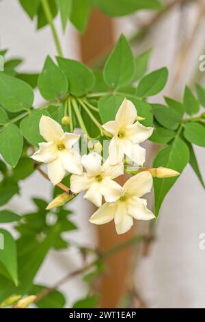 Gewöhnlicher weißer Jasmin (Jasminum officinale „Clotted Cream“, Jasminum officinale Clotted Cream), Blüte der Sorte Clotted Cream, Europa, Bundesrep Stockfoto