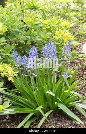 Hybrid Bluebell (Hyacinthoides x massartiana, Hyacinthoides x variabilis, Hyacinthoides hispanica x Hyacinthoides non-scripta), Blooming, Europa, Bund Stockfoto