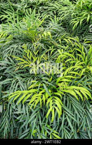 Oregon-Traube (Mahonia eurybracteata, „Sweet Winter“, Mahonia eurybracteata Sweet Winter, Berberis eurybracteata), Blätter, Europa, Bundesrepublik Deuts Stockfoto