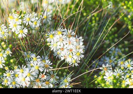 Heath Aster (Aster ericoides „Snowflurry“, Aster ericoides Snowflurry, Symphyotrichum ericoides), blühend, Sorte Snowflurry Stockfoto