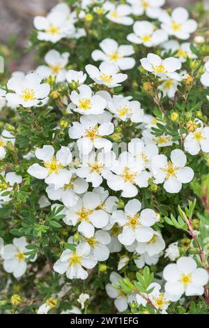 Strauchiges Cinquefoil, gelbe Rose (Potentilla fruticosa „Abbotswood“, Potentilla fruticosa Abbotswood, Dasiphora fruticosa), blühendes weiß, Sorte ab Stockfoto