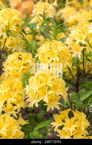 Azalea (Rhododendron 'Sonnenkoepfchen', Rhododendron Sonnenkoepfchen), Blüten der Sorte Sonnenkoepfchen Stockfoto