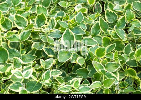 Große Periwinkle (Vinca Major 'variegata', Vinca Major variegata), Blätter der Sorte Summer variegata Stockfoto