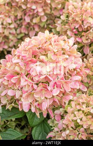 Panicle Hortensie (Hydrangea paniculata 'Little Lime', Hydrangea paniculata Little Lime), blühend, Sorte Little Lime Stockfoto