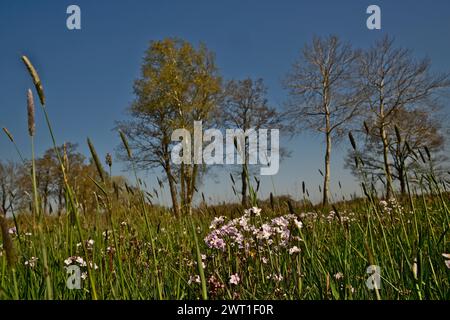 Das Schaumkraut in der Wiese Stockfoto