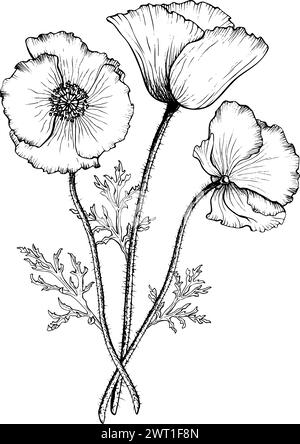 Blühende Mohnblume. Hand gezeichnet mit schwarzen Tinten botanische Vektor-Illustration im Umrissstil. Schwarzweiß Stock Vektor