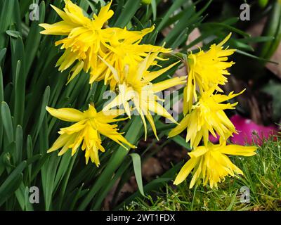 Vollständig doppelte gelbe Blüten der harten, Frühlingsblühenden Narzissen-Birne, Narcissus „Rip van Winkle“ Stockfoto