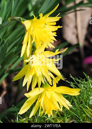 Vollständig doppelte gelbe Blüten der harten, Frühlingsblühenden Narzissen-Birne, Narcissus „Rip van Winkle“ Stockfoto