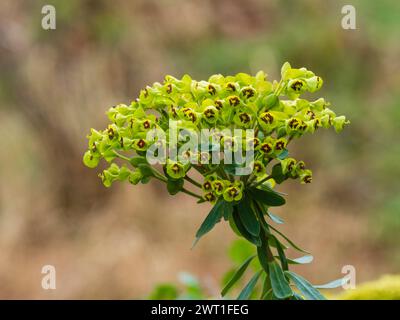 Blumenkopf der Hybridblume von Martin's Spurge, Euphorbia x Martini, blüht im Frühjahr Stockfoto