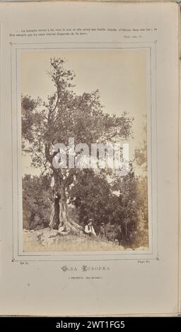 Olea europæa, à Roquebrune (Alpes-Maritimes). W. de Bray, Fotograf (Französisch, aktiv um 1880) 1871 Ein junger Mann, der am Fuße eines europäischen Olivenbaums (Olea europaea) sitzt. Ein Mann steht in der Nähe. Im Hintergrund befinden sich mehrere Bäume. (Recto, Mount) obere Mitte, schwarz gedruckter Text: "....La colombe revint à lui vers le soir et elle avait une feuille fraiche d'Olivier dans son bec; et/Noé comprit que les eaux étaient disparues de la Terre. [Leerzeichen] Gen. VIII, 11."; unterer Mittelteil, schwarz gedruckter Text: 'NO 13. [Platz] Seite 80./OLEA EUROPÆA/A ROQUEBRUNE Alpes-Maritimes). [ Stockfoto