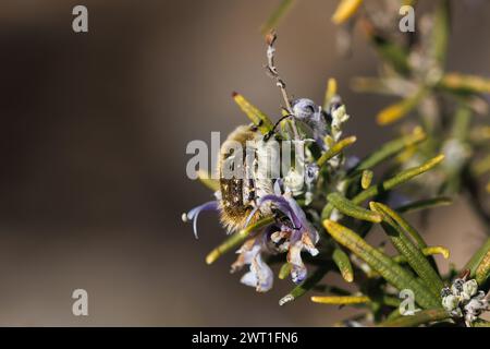 Grabtuch oder Blumenkäfer (Oxythyrea funesta) an Rosmarinstrauch (Rosmarinus officinalis L.), Alcoy Stockfoto