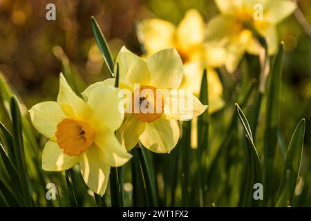 Gelbe Narzissen auf einem Blumenbeet im Frühling bei sonnigem Wetter Stockfoto