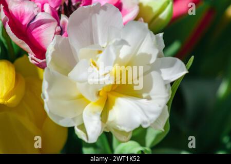 Im strahlenden Glanz des Gartens blühen Tulpen mit einer Lebendigkeit, die mit der Brillanz der Sonne konkurriert Stockfoto
