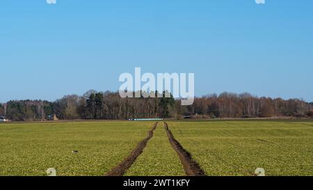 Im Herzen der lettischen Landschaft schlängeln sich Reifenspuren durch goldene Feldfrüchte, ein Zeugnis für die menschliche Präsenz in der Natur Stockfoto