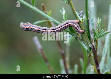 Eine Nahaufnahme einer raupe, die auf einem Grasblatt im Wald thront Stockfoto