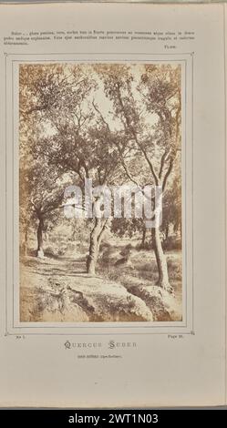 Quercus suber, Monts Estérels (Alpes-Maritimes). W. de Bray, Fotograf (Französisch, aktiv um 1880) 1871 drei Korkeichen (Quercus suber) wachsen in einem Wald. Eine Figur sitzt auf dem Boden und lehnt ihren Rücken gegen den Stamm einer der Eichen. (Recto, Mount) oben in der Mitte, schwarz gedruckter Text: 'Suber...glans pessima, rara, cortex tum in fructu præcrassus ac renascens atque etiam in denos/pedes undique explanatus. Usus ejus anchoralibus maxime navium piscantiumque tragulis et cadorum/abturamentis. [Leertaste] Pline.“; unten in der Mitte, schwarz gedruckter Text: „No 7. [Space] Seite 26./QUERCUS SUBE Stockfoto