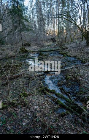 Während das Sonnenlicht durch die Blätter fließt, spiegelt das ruhige Wasser des kleinen Flusses die Schönheit und Ruhe der Waldumgebung wider Stockfoto