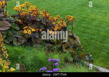 Ligularia fischeri, bekannt als Gomchwi, Fischerkraut oder Fischers Leopardenpflanze im Park Stockfoto