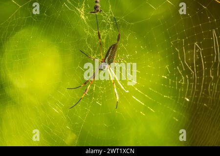 Zwei Spinnen auf einem Netz, eine hängt von der anderen Stockfoto