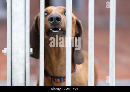 Dresden, Deutschland. März 2024. Ein Dackel am Rande einer Pressekonferenz zur Bilanz 2023 in seinem Zwinger im Dresdner Tierheim. Quelle: Sebastian Kahnert/dpa/Alamy Live News Stockfoto