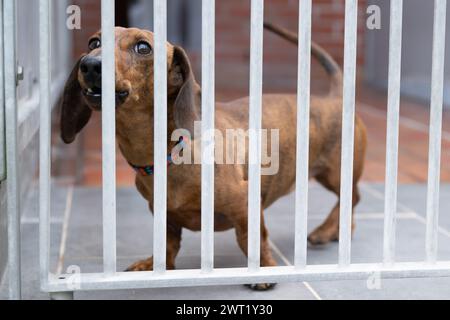 Dresden, Deutschland. März 2024. Ein Dackel am Rande einer Pressekonferenz zur Bilanz 2023 in seinem Zwinger im Dresdner Tierheim. Quelle: Sebastian Kahnert/dpa/Alamy Live News Stockfoto