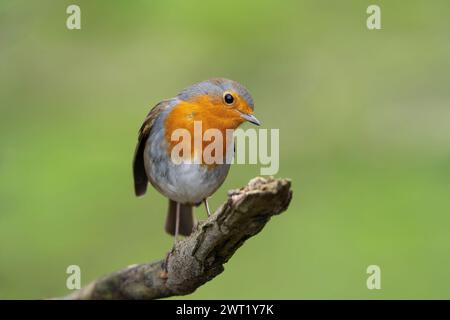 Vordere Nahaufnahme eines frechen robinvogels (Erithacus rubecula) mit seitlich geneigtem Kopf, der auf einem Ast isoliert sitzt. Weicher Bokeh-Hintergrund. Stockfoto