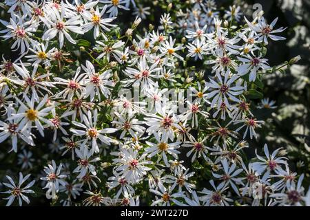 Eurybia divaricata, der Weißholzaster, ist eine krautige Pflanze, die im östlichen Nordamerika beheimatet ist. Stockfoto