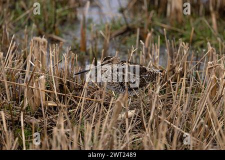 Gemeine Snipe (Gallinago gallinago) versteckt sich in Schnittblume (phragmites australis) Norfolk Februar 2024 Stockfoto