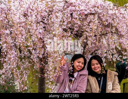 Frauen neben einem Kirschblütenbaum im St. James's Park, London. Bilddatum: Freitag, 15. März 2024. Stockfoto