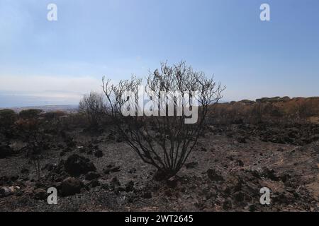 Umweltkatastrophe am Vesuv. Nach dem großen Feuer begann am 11. Juli, was vom Nationalpark des Vesuvs bleibt, nur Asche. Die immense Kiefer Stockfoto