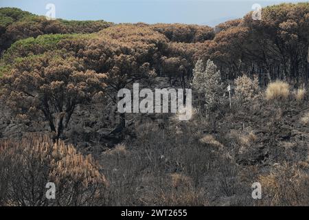 Umweltkatastrophe am Vesuv. Nach dem großen Feuer begann am 11. Juli, was vom Nationalpark des Vesuvs bleibt, nur Asche. Die immense Kiefer Stockfoto