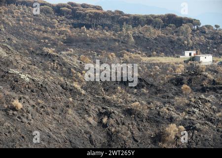 Umweltkatastrophe am Vesuv. Nach dem großen Feuer begann am 11. Juli, was vom Nationalpark des Vesuvs bleibt, nur Asche. Die immense Kiefer Stockfoto