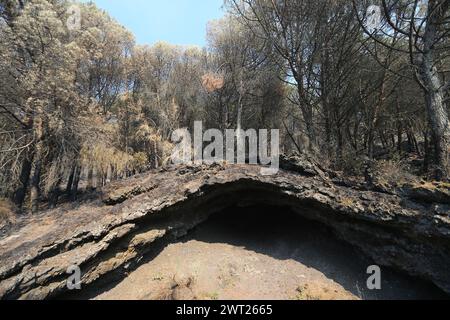 Umweltkatastrophe am Vesuv. Nach dem großen Feuer begann am 11. Juli, was vom Nationalpark des Vesuvs bleibt, nur Asche. Die immense Kiefer Stockfoto