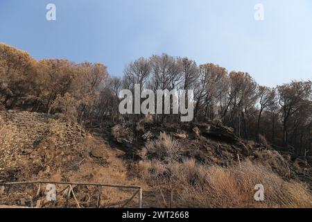 Umweltkatastrophe am Vesuv. Nach dem großen Feuer begann am 11. Juli, was vom Nationalpark des Vesuvs bleibt, nur Asche. Die immense Kiefer Stockfoto