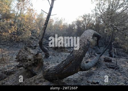 Umweltkatastrophe am Vesuv. Nach dem großen Feuer begann am 11. Juli, was vom Nationalpark des Vesuvs bleibt, nur Asche. Die immense Kiefer Stockfoto