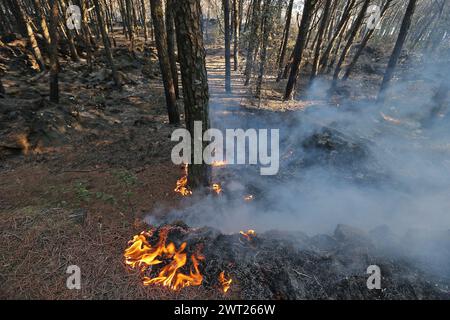 Umweltkatastrophe am Vesuv. Nach dem großen Feuer begann am 11. Juli, was vom Nationalpark des Vesuvs bleibt, nur Asche. Die immense Kiefer Stockfoto