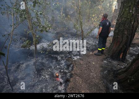 Umweltkatastrophe am Vesuv. Nach dem großen Feuer begann am 11. Juli, was vom Nationalpark des Vesuvs bleibt, nur Asche. Die immense Kiefer Stockfoto