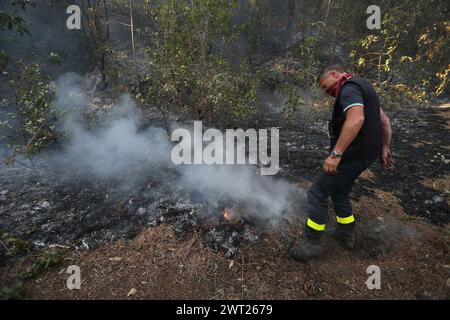 Umweltkatastrophe am Vesuv. Nach dem großen Feuer begann am 11. Juli, was vom Nationalpark des Vesuvs bleibt, nur Asche. Die immense Kiefer Stockfoto