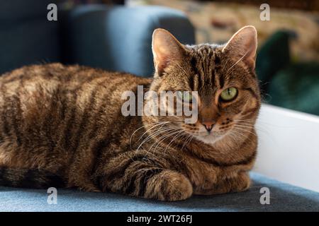 Eine braune Tabbykatze mit grünen Augen und schwarzen Streifen liegt auf blauem Stoff und sieht ruhig und aufmerksam aus. Stockfoto